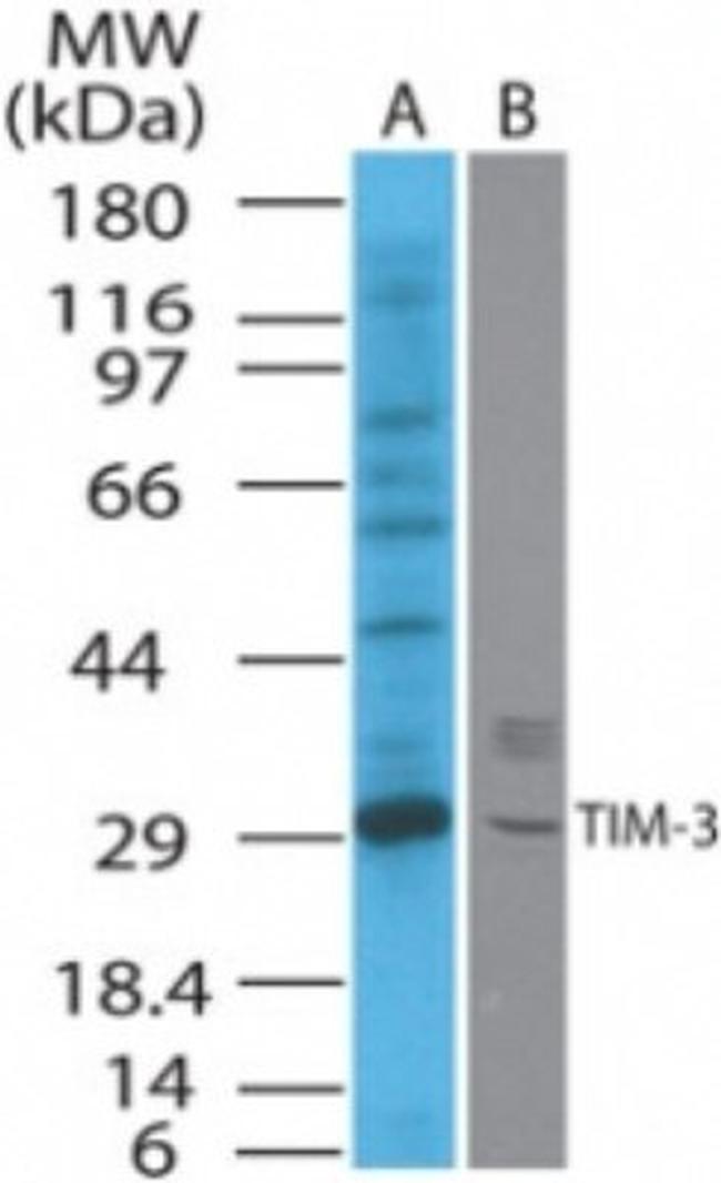 TIM3 Antibody in Western Blot (WB)