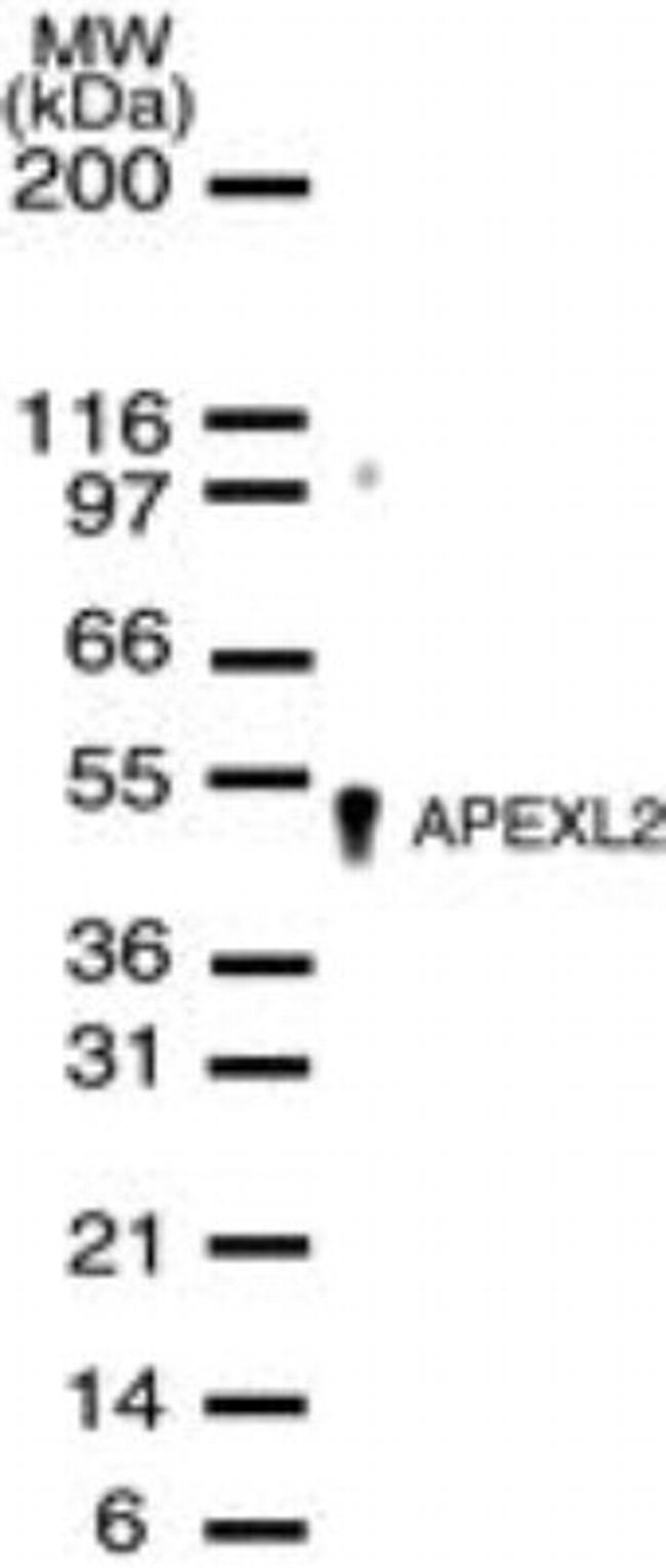 APEX2 Antibody in Western Blot (WB)