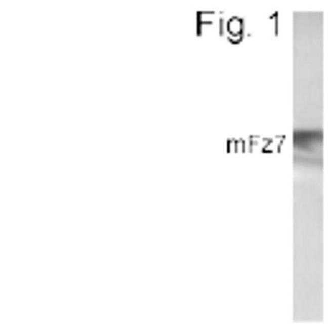 FZD7 Antibody in Western Blot (WB)