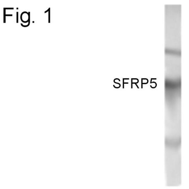 SFRP5 Antibody in Western Blot (WB)