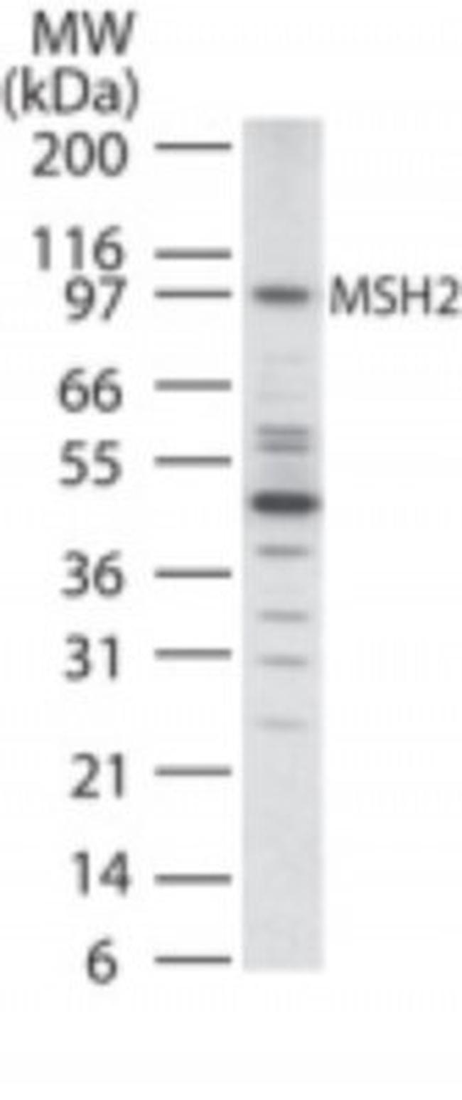 MSH2 Antibody in Western Blot (WB)