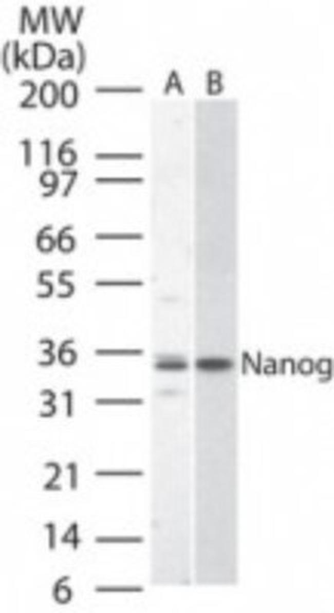 Nanog Antibody in Western Blot (WB)