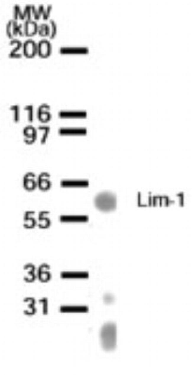 LIM1 Antibody in Western Blot (WB)