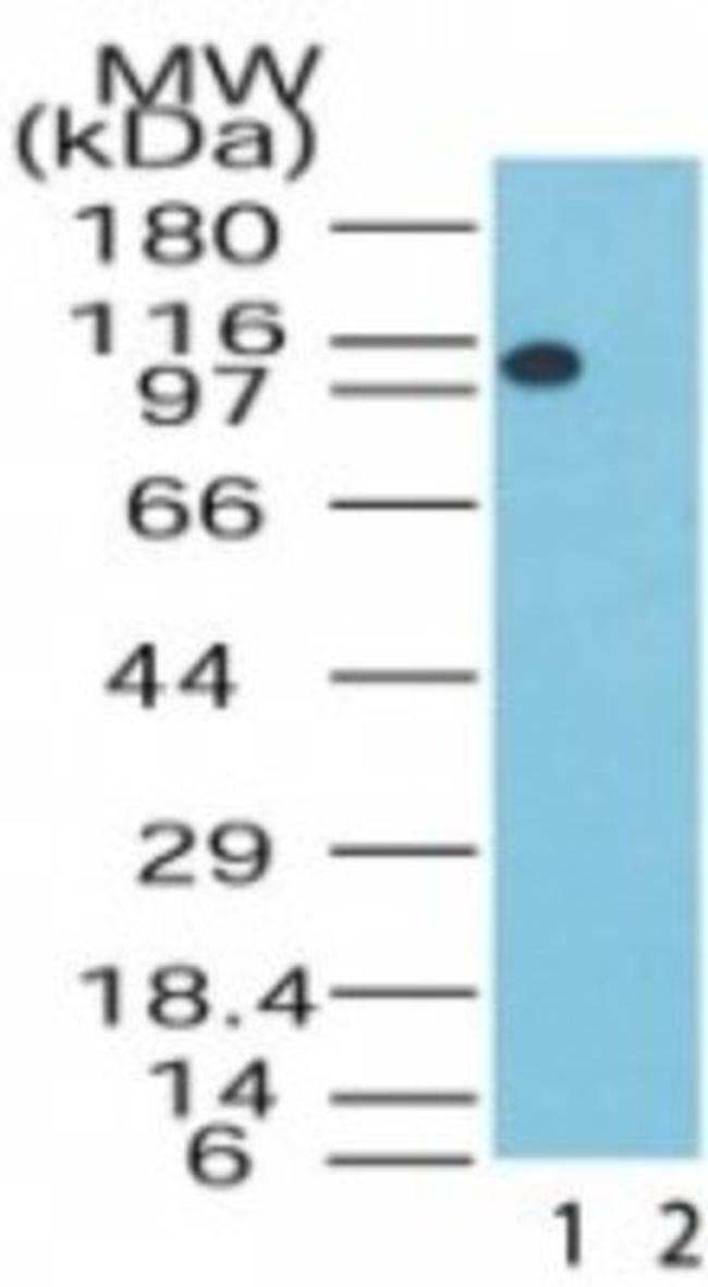 LSD1 Antibody in Western Blot (WB)