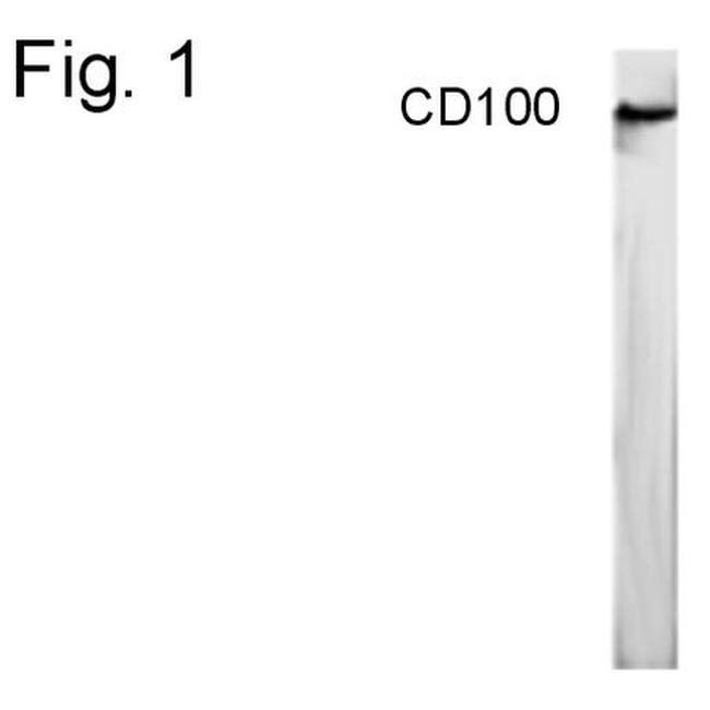 CD100 Antibody in Western Blot (WB)