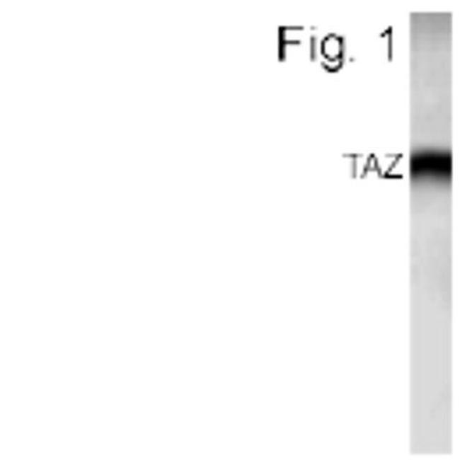 WWTR1 Antibody in Western Blot (WB)