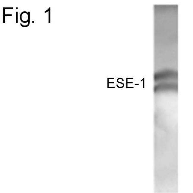 ELF3 Antibody in Western Blot (WB)