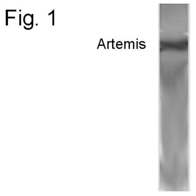 Artemis Antibody in Western Blot (WB)