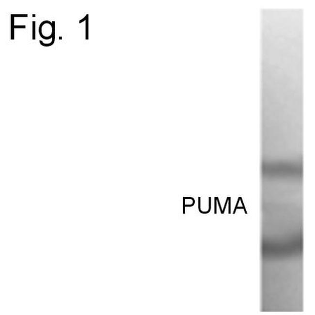 PUMA alpha Antibody in Western Blot (WB)