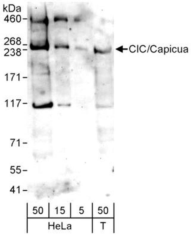 CIC Antibody in Western Blot (WB)