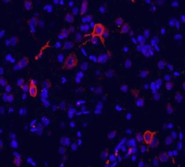 mGluR1 Antibody in Immunohistochemistry (Frozen) (IHC (F))