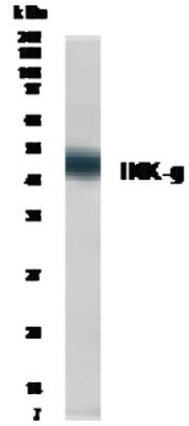 IKK gamma Antibody in Western Blot (WB)