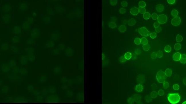 Phospho-KV3.1 (Ser503) Antibody in Immunocytochemistry (ICC/IF)