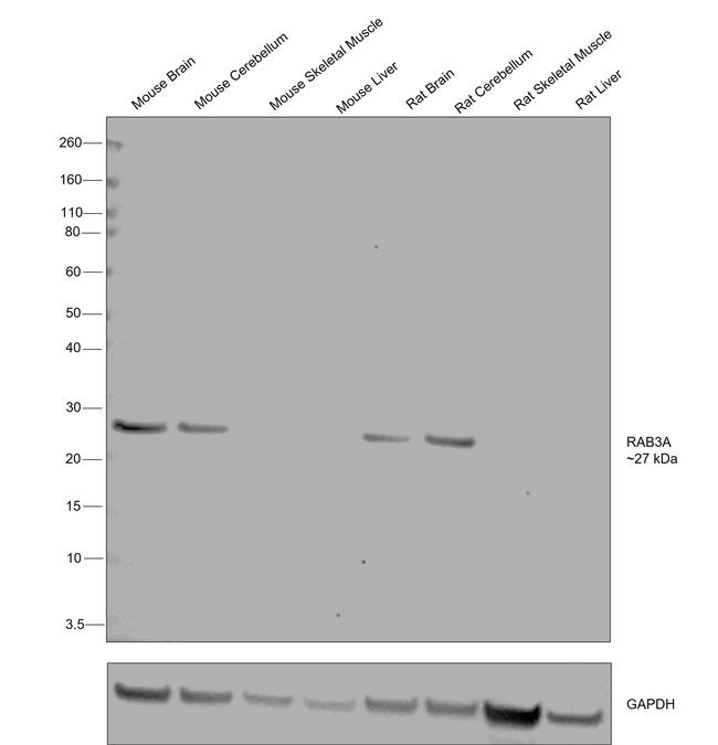 RAB3a Antibody in Western Blot (WB)