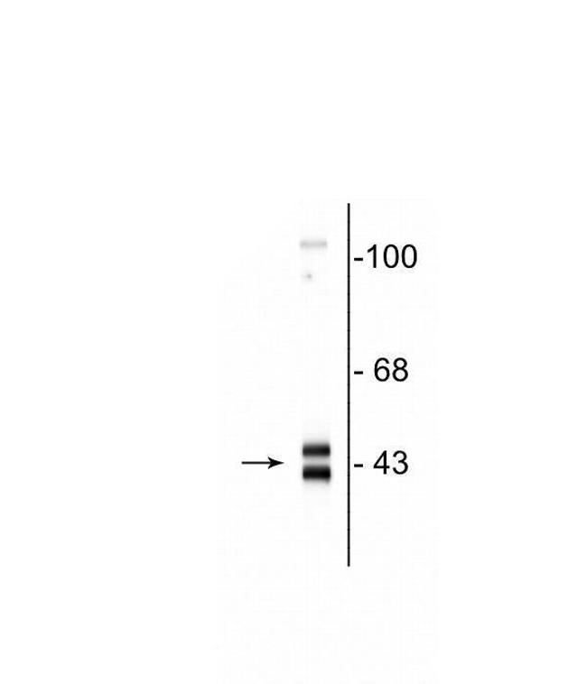 ERK1/ERK2 Antibody in Western Blot (WB)