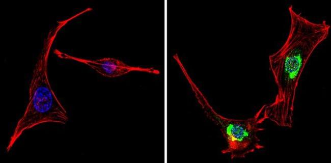 PER1 Antibody in Immunocytochemistry (ICC/IF)