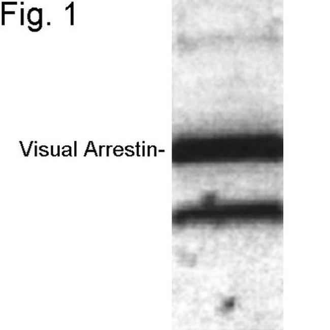 S-arrestin Antibody in Western Blot (WB)