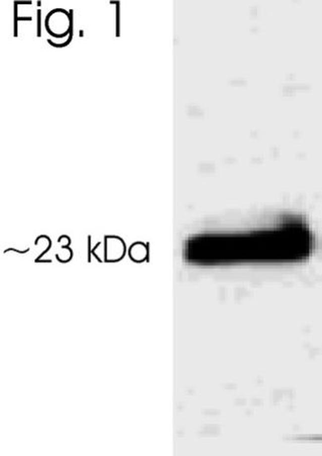 Phospho-AANAT (Thr29) Antibody in Western Blot (WB)