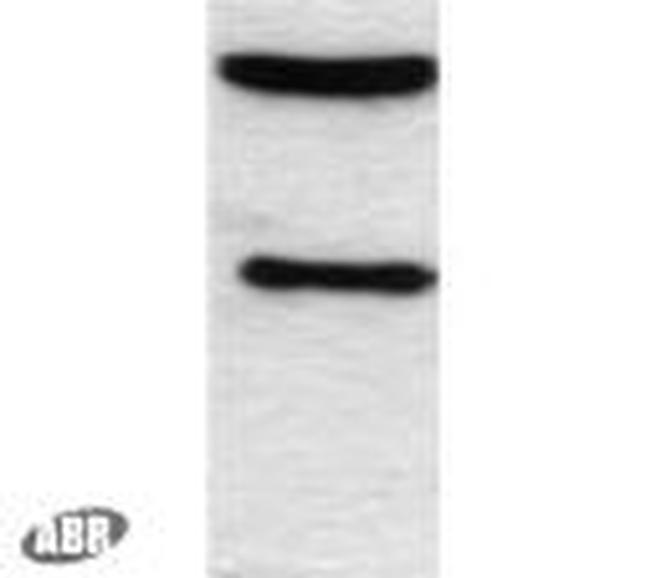 C/EBP alpha Antibody in Western Blot (WB)