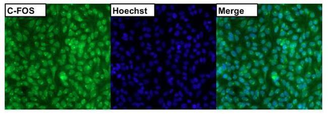 c-Fos Antibody in Immunocytochemistry (ICC/IF)