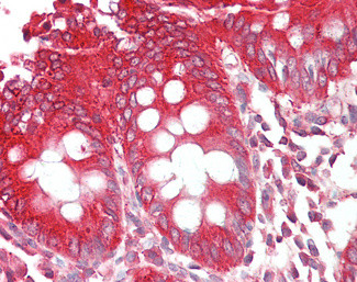 Bif1 Antibody in Immunohistochemistry (Paraffin) (IHC (P))