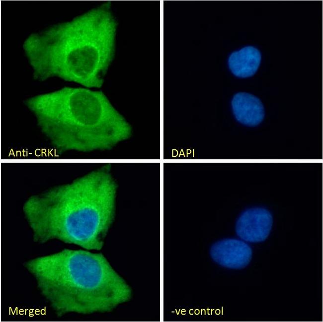 CrkL Antibody in Immunocytochemistry (ICC/IF)