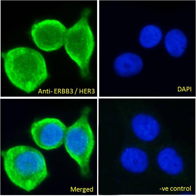 ErbB3 Antibody in Immunocytochemistry (ICC/IF)