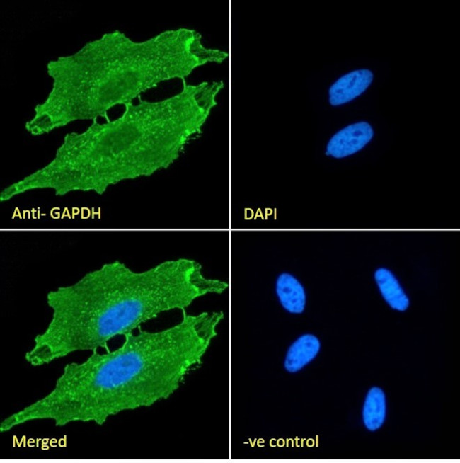 GAPDH Antibody in Immunocytochemistry (ICC/IF)