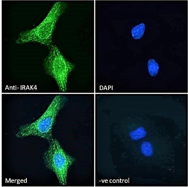 IRAK4 Antibody in Immunocytochemistry (ICC/IF)