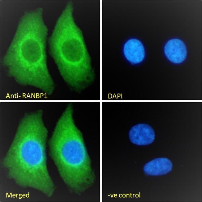 RANBP1 Antibody in Immunocytochemistry (ICC/IF)