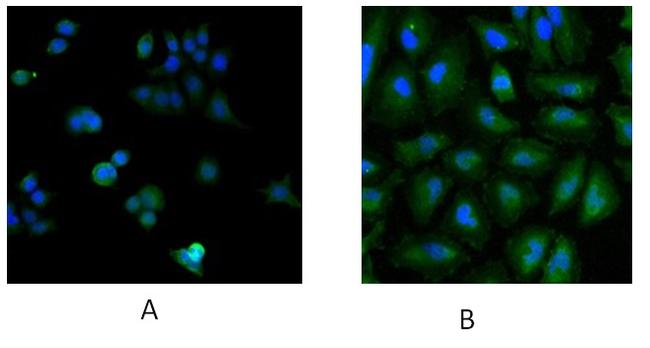 UBE2L3 Antibody in Immunocytochemistry (ICC/IF)