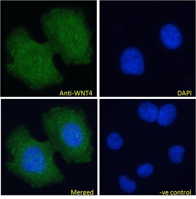 WNT4 Antibody in Immunocytochemistry (ICC/IF)