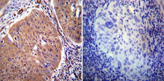 PMCA2 ATPase Antibody in Immunohistochemistry (Paraffin) (IHC (P))