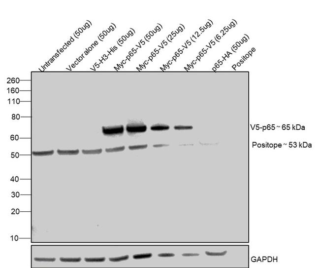 V5 Tag Antibody in Western Blot (WB)