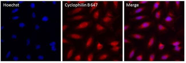 Cyclophilin B Antibody in Immunocytochemistry (ICC/IF)