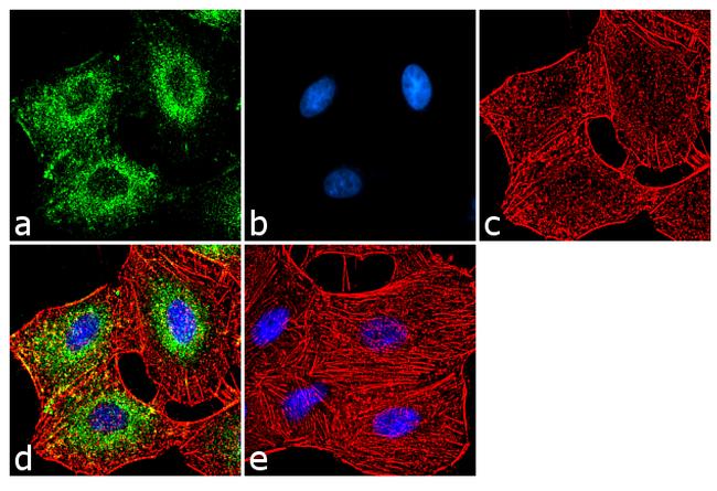 ADORA1 Antibody in Immunocytochemistry (ICC/IF)