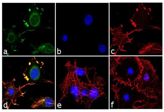 Adiponectin Antibody in Immunocytochemistry (ICC/IF)