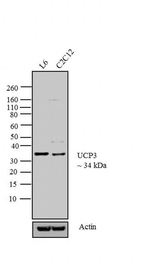 UCP3 Antibody in Western Blot (WB)