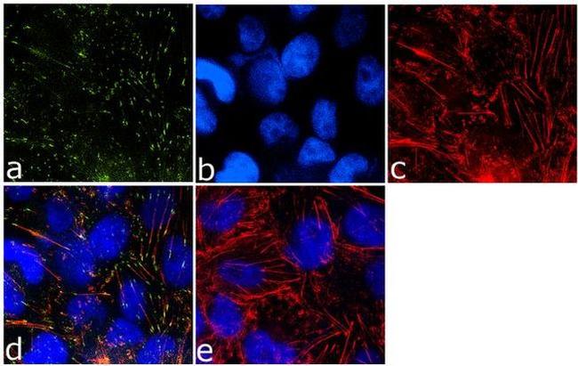 Phospho-Caveolin 2 (Tyr19) Antibody in Immunocytochemistry (ICC/IF)