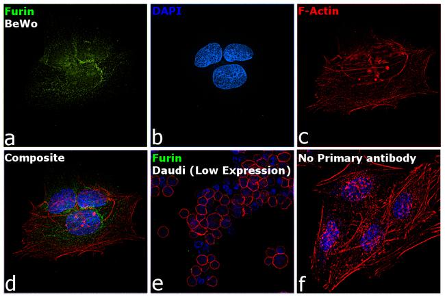 Furin Antibody in Immunocytochemistry (ICC/IF)