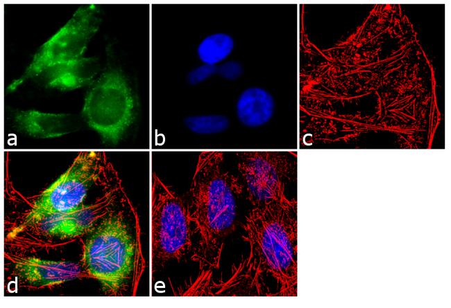 EEA1 Antibody in Immunocytochemistry (ICC/IF)