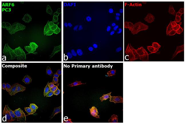 ARF6 Antibody in Immunocytochemistry (ICC/IF)