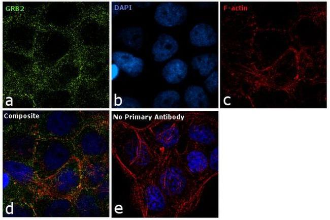 GRB2 Antibody in Immunocytochemistry (ICC/IF)