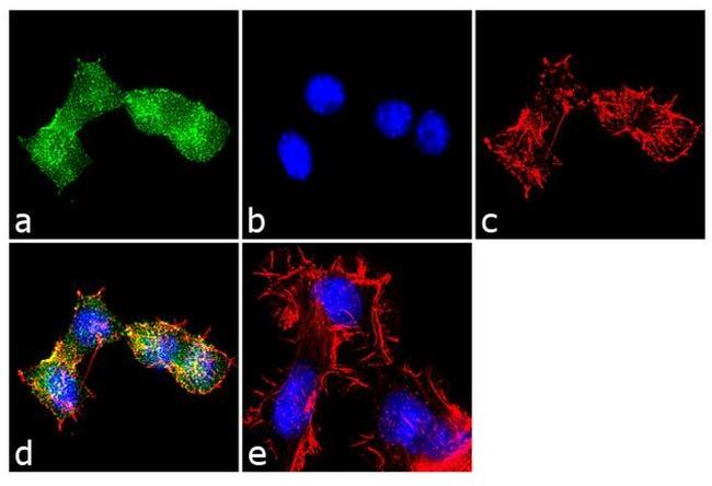 S1P1 Antibody in Immunocytochemistry (ICC/IF)