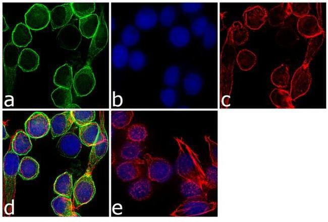 Ghrelin Antibody in Immunocytochemistry (ICC/IF)