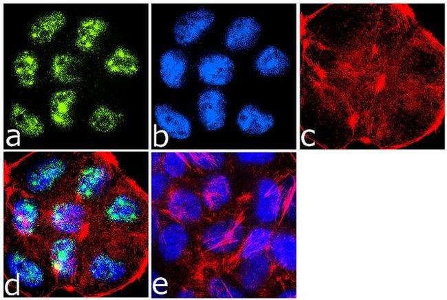 Phospho-IRS1 (Ser307) Antibody in Immunocytochemistry (ICC/IF)