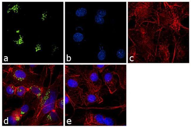 TGN46 Antibody in Immunocytochemistry (ICC/IF)