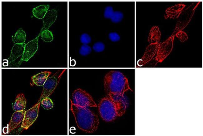 Ghrelin Antibody in Immunocytochemistry (ICC/IF)