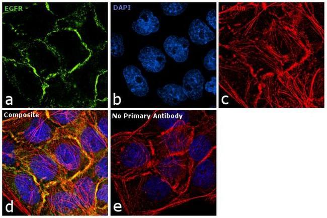 EGFR Antibody in Immunocytochemistry (ICC/IF)