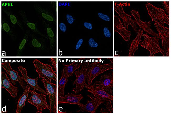 APE1 Antibody in Immunocytochemistry (ICC/IF)